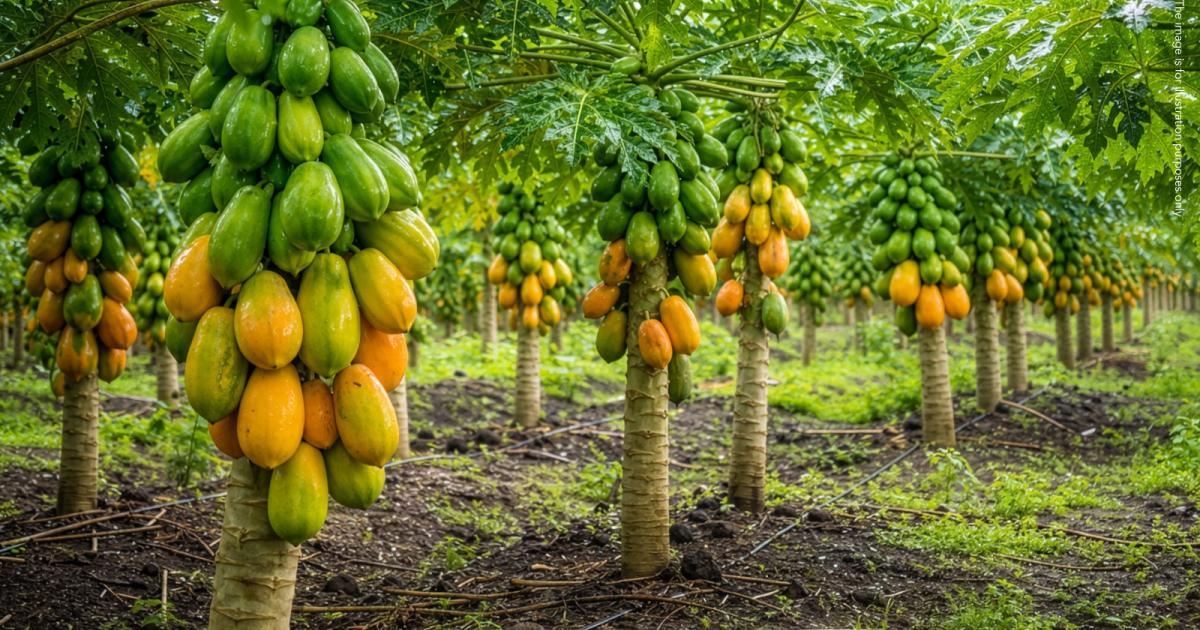 EPPO Seizes €4M in Réunion Agricultural Subsidy Fraud Assets