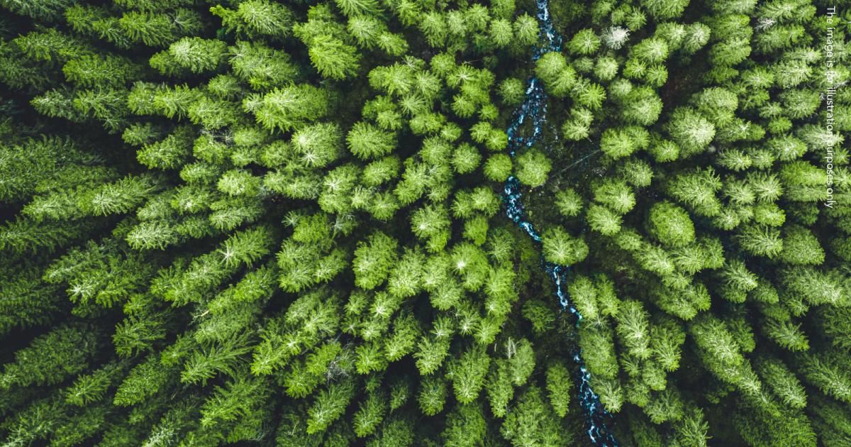 EPPO Slovakia: Indictment Filed for Forest Development Grant Fraud