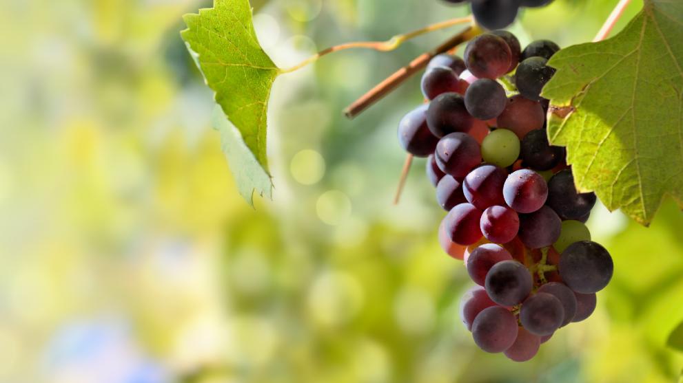 Vineyard