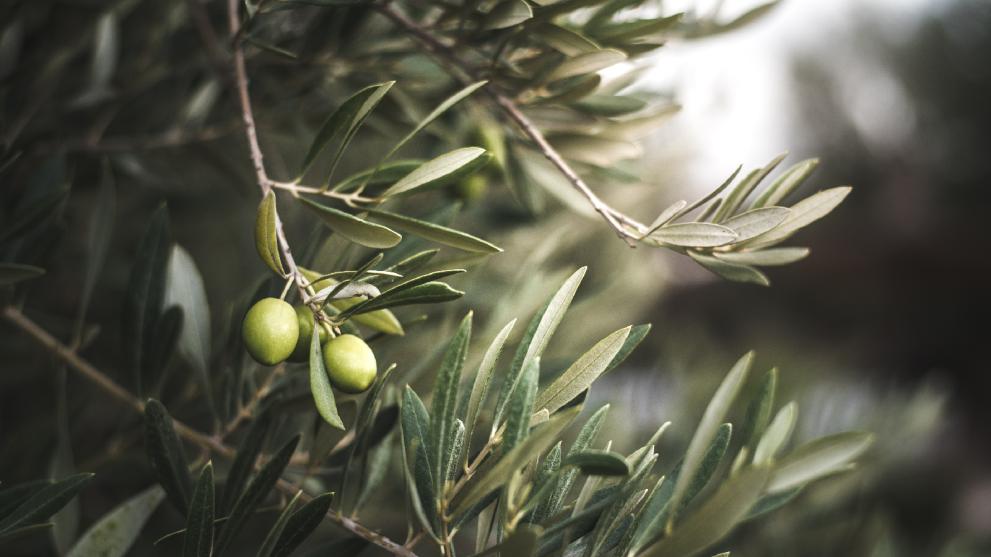 olive tree