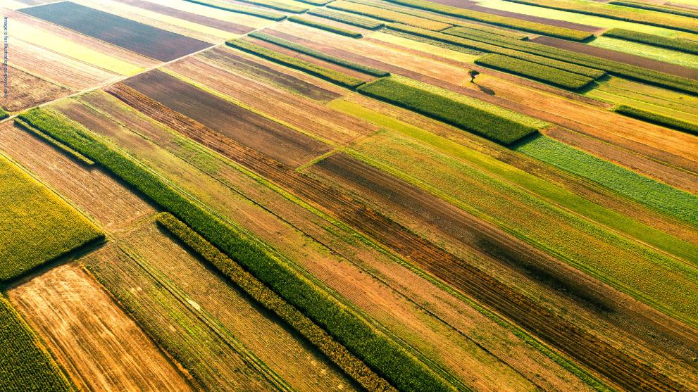 Palermo: farmland