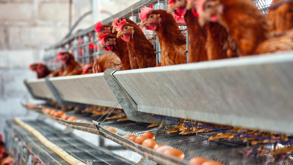Laying hens