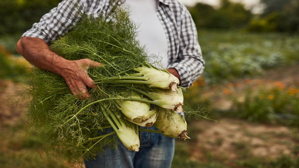 fennel farmer