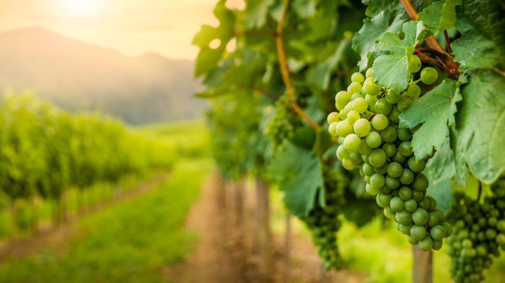 vineyard