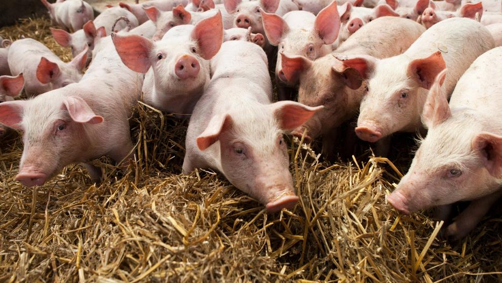piglets in a stable