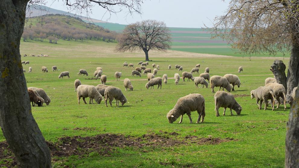 Pasture with sheep