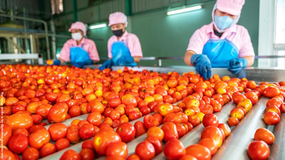 Tomatoes sorting line_illustration purposes