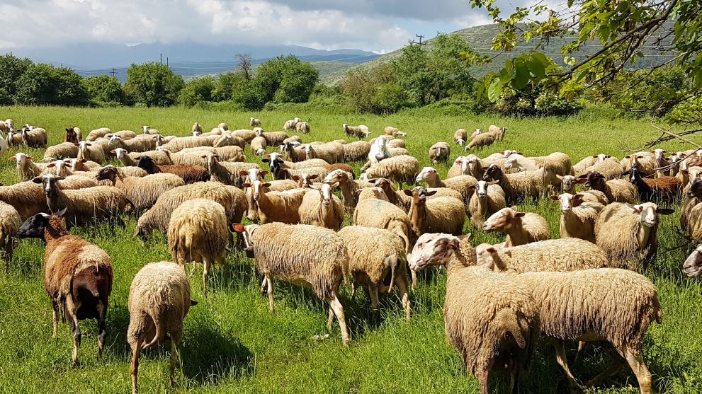 Sheep