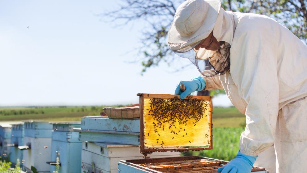 beekeeper