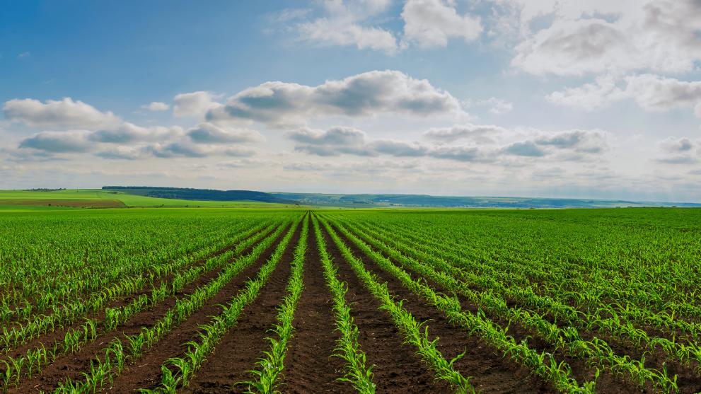 Greece: EPPO probes OPEKEPE officials over alleged organised agricultural subsidy fraud and corruption