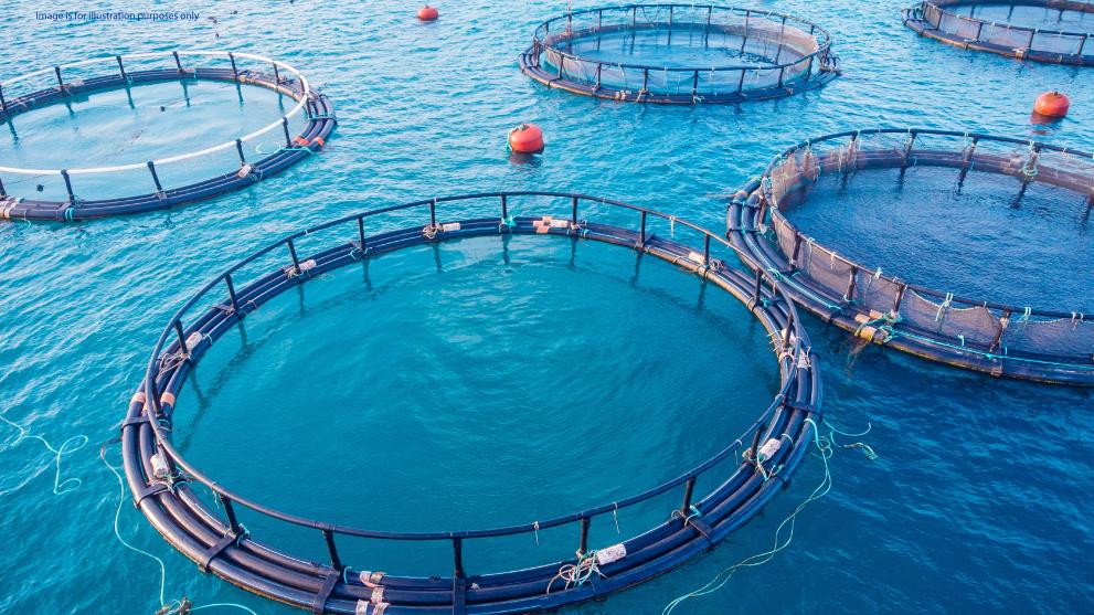 Czechia: Charges brought in €600 000 subsidy and procurement frauds involving aquaculture projects