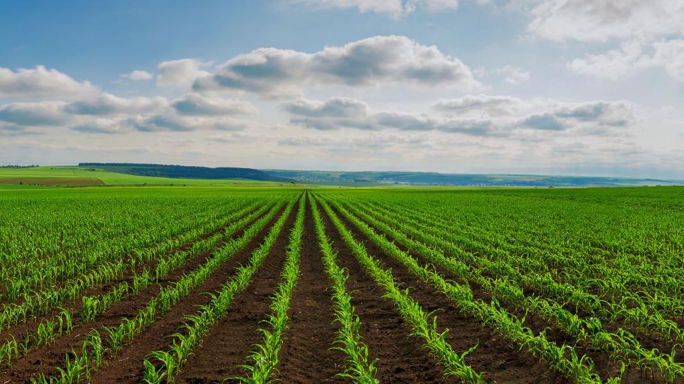 Athens Fields