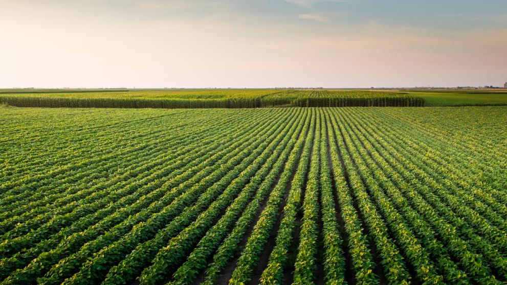 green fields