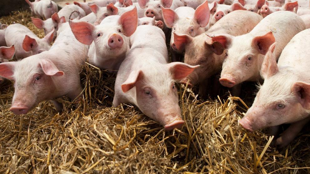 Pig farm Croatia
