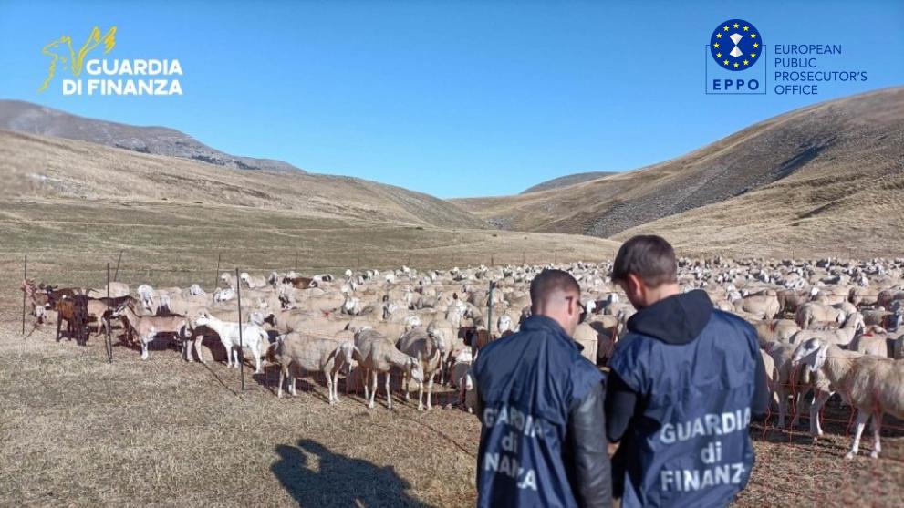 Sheep grazing - @Guardia di Finanza
