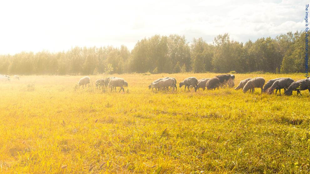 sheep on a field