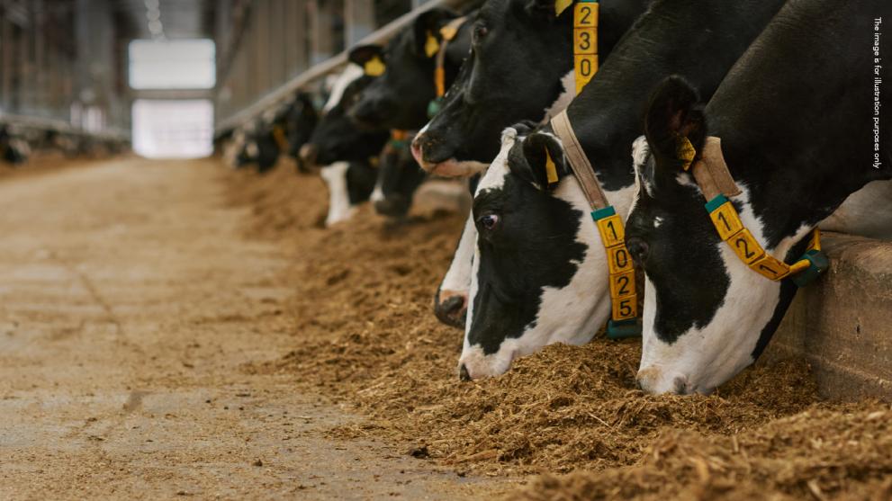 Cows eating