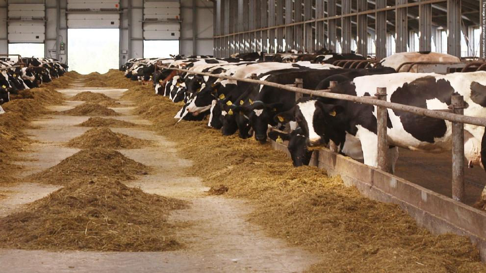 Cattle farm