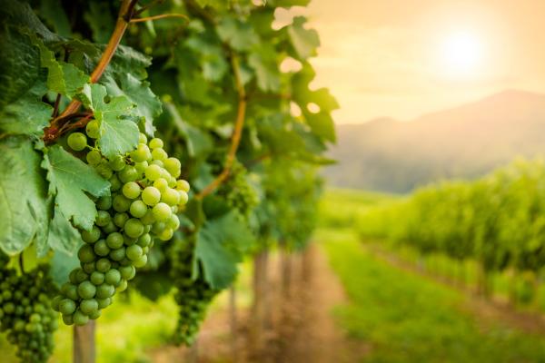 grapes in the sun