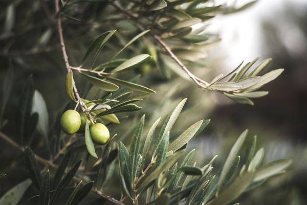 olive tree