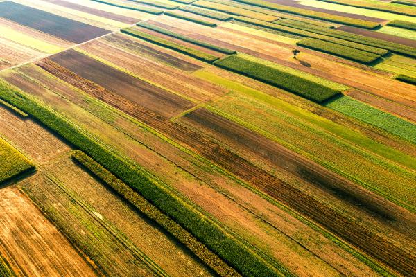 Palermo: farmland