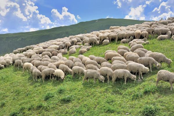 herd of sheep