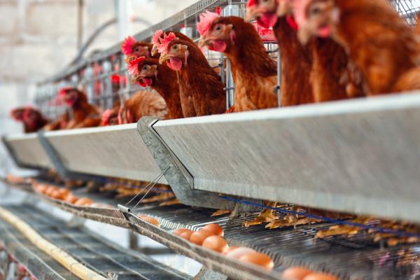 Laying hens