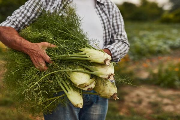 fennel farmer