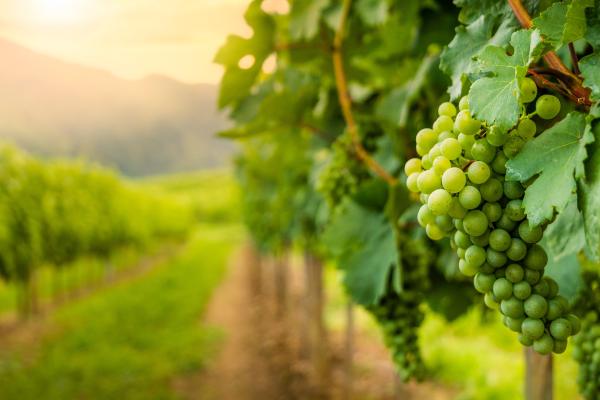 vineyard