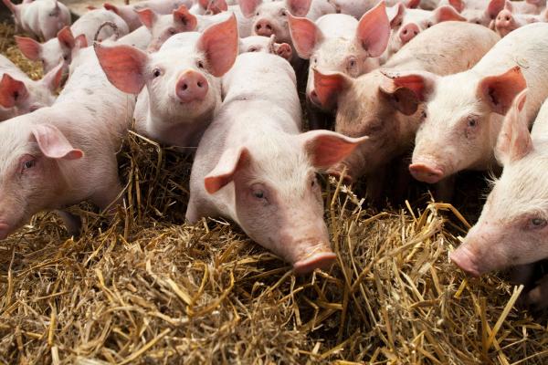 piglets in a stable