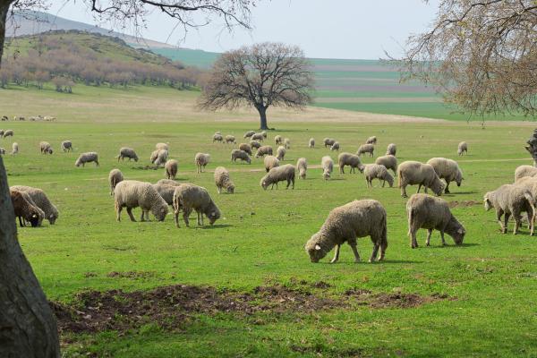Pasture with sheep