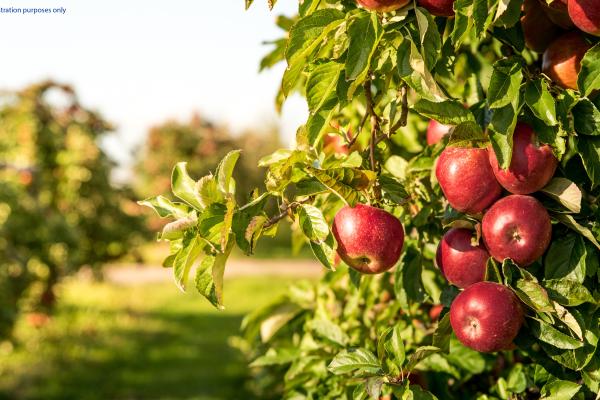 apples