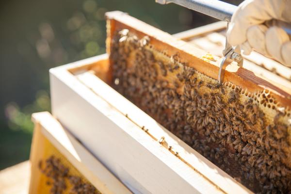 Beehive