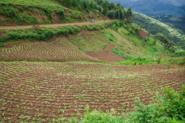 Corn production in Congo