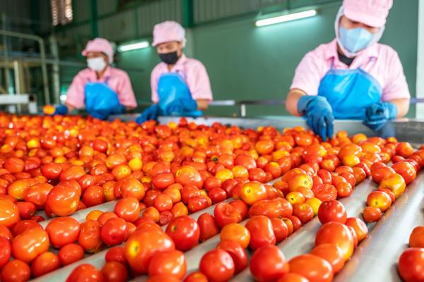 Tomatoes sorting line_illustration purposes