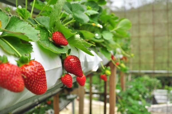 strawberries