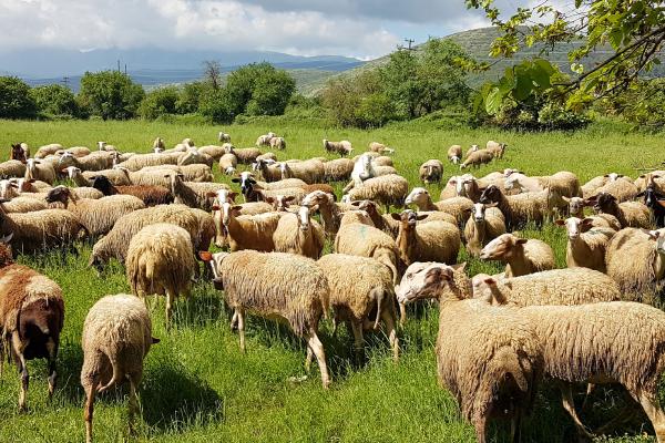 Sheep