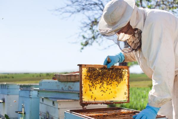 beekeeper