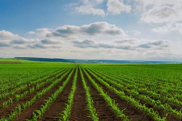 Greece: EPPO probes OPEKEPE officials over alleged organised agricultural subsidy fraud and corruption