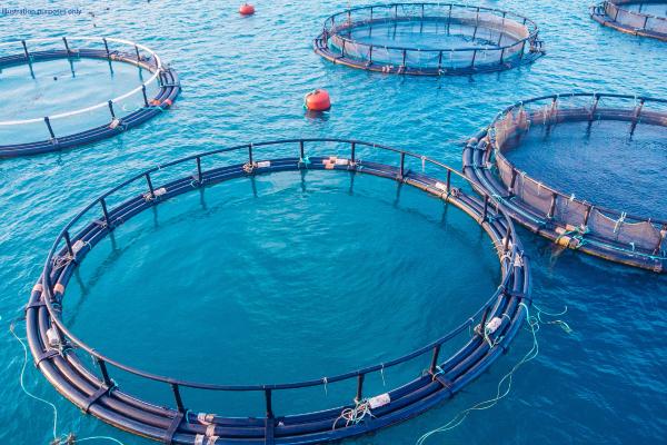 Czechia: Charges brought in €600 000 subsidy and procurement frauds involving aquaculture projects