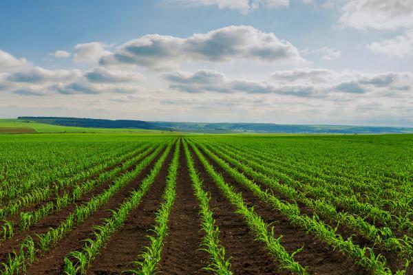 Athens Fields
