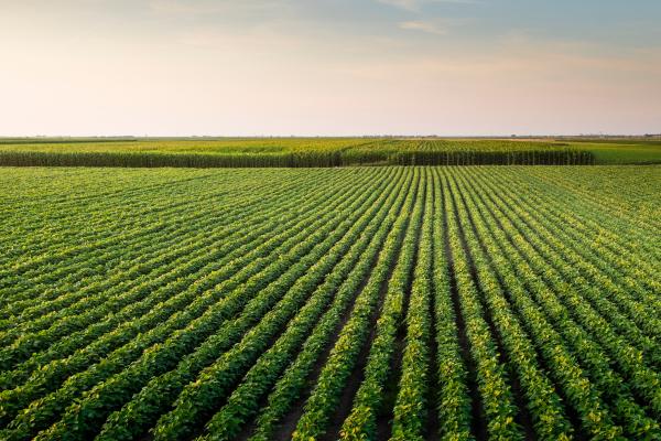 green fields
