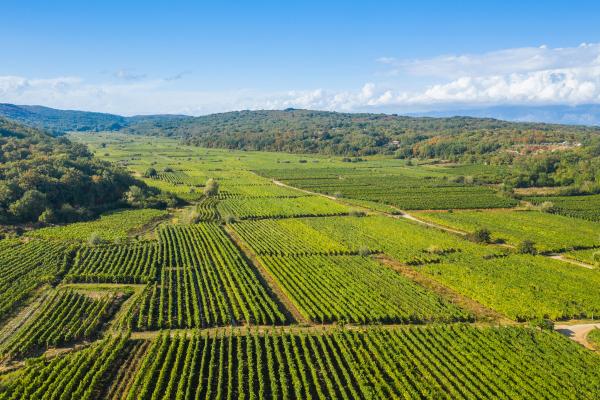 Croatia: Two indicted for subsidy fraud involving agricultural funds 