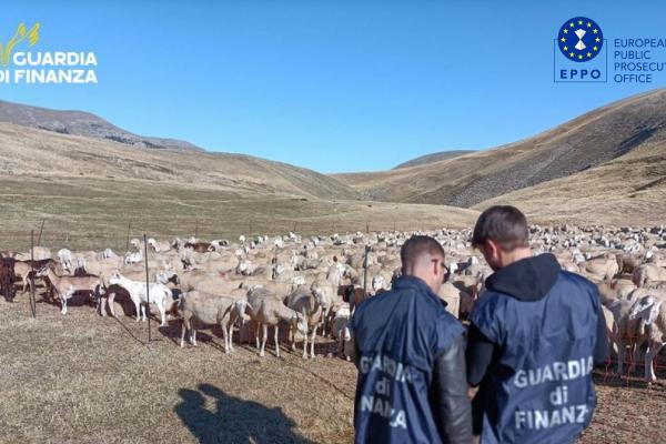 Sheep grazing - @Guardia di Finanza
