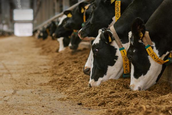 Cows eating