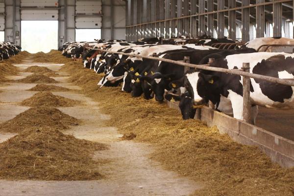 Cattle farm