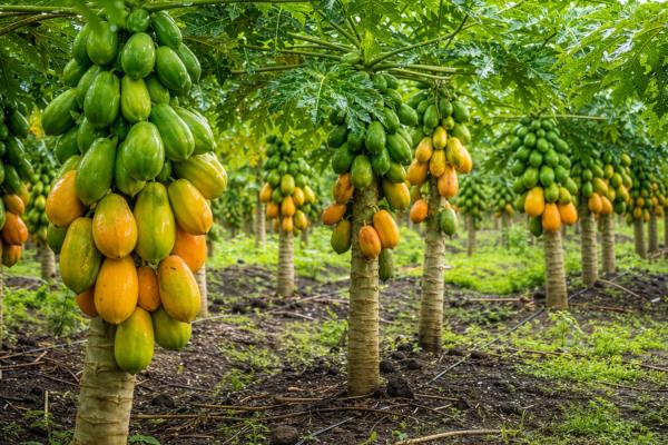Fruit trees Reunion