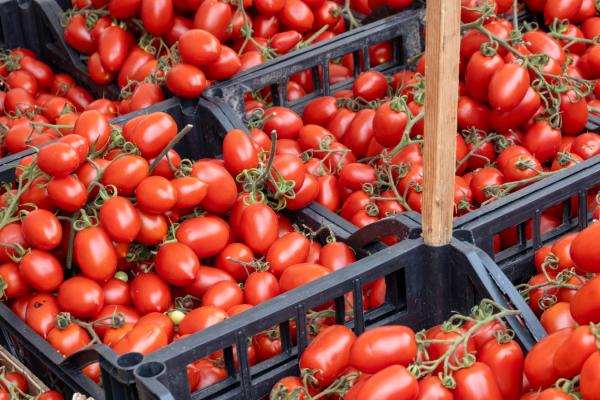 tomatoes on a market